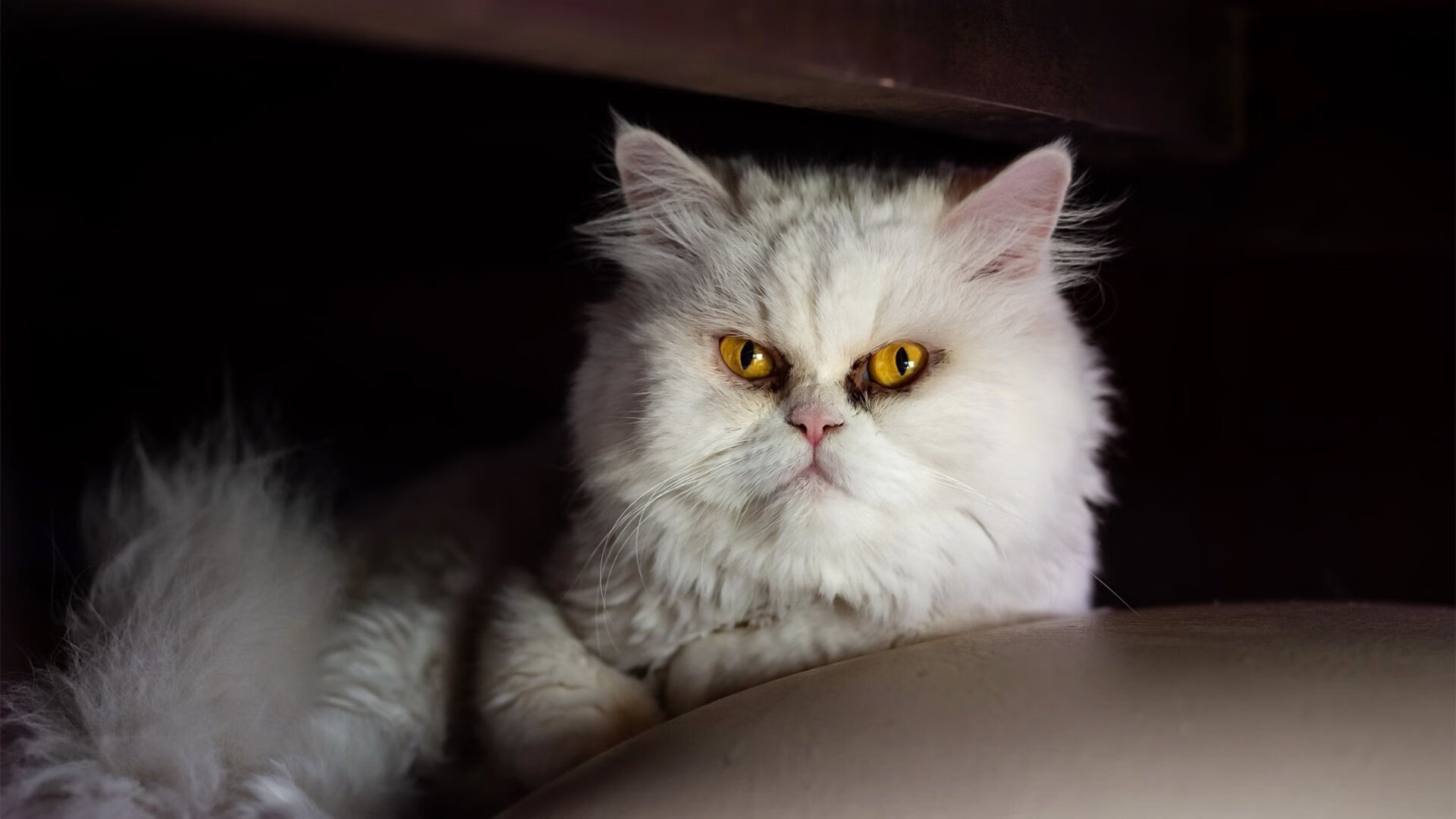 关键先生布伦森主宰赛场,勇士悬念被魔术提前终结