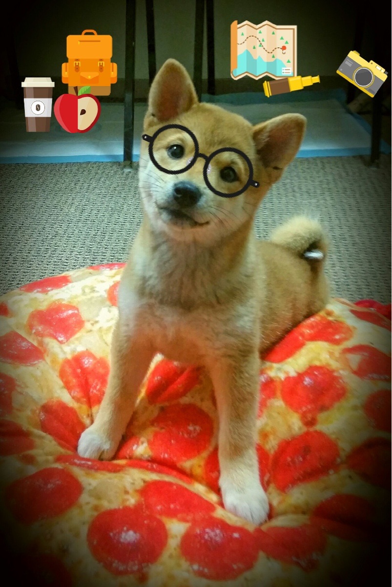 上海险胜公牛,霍勒迪化身定海神针,全场稳定输出诠释何为巨星本色