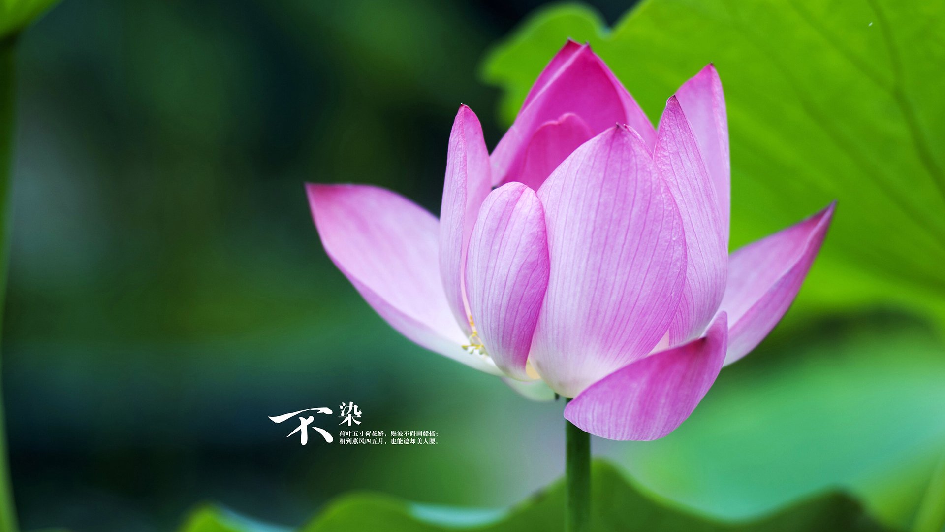 米切尔关键进球定乾坤,掘金火力压制猛龙