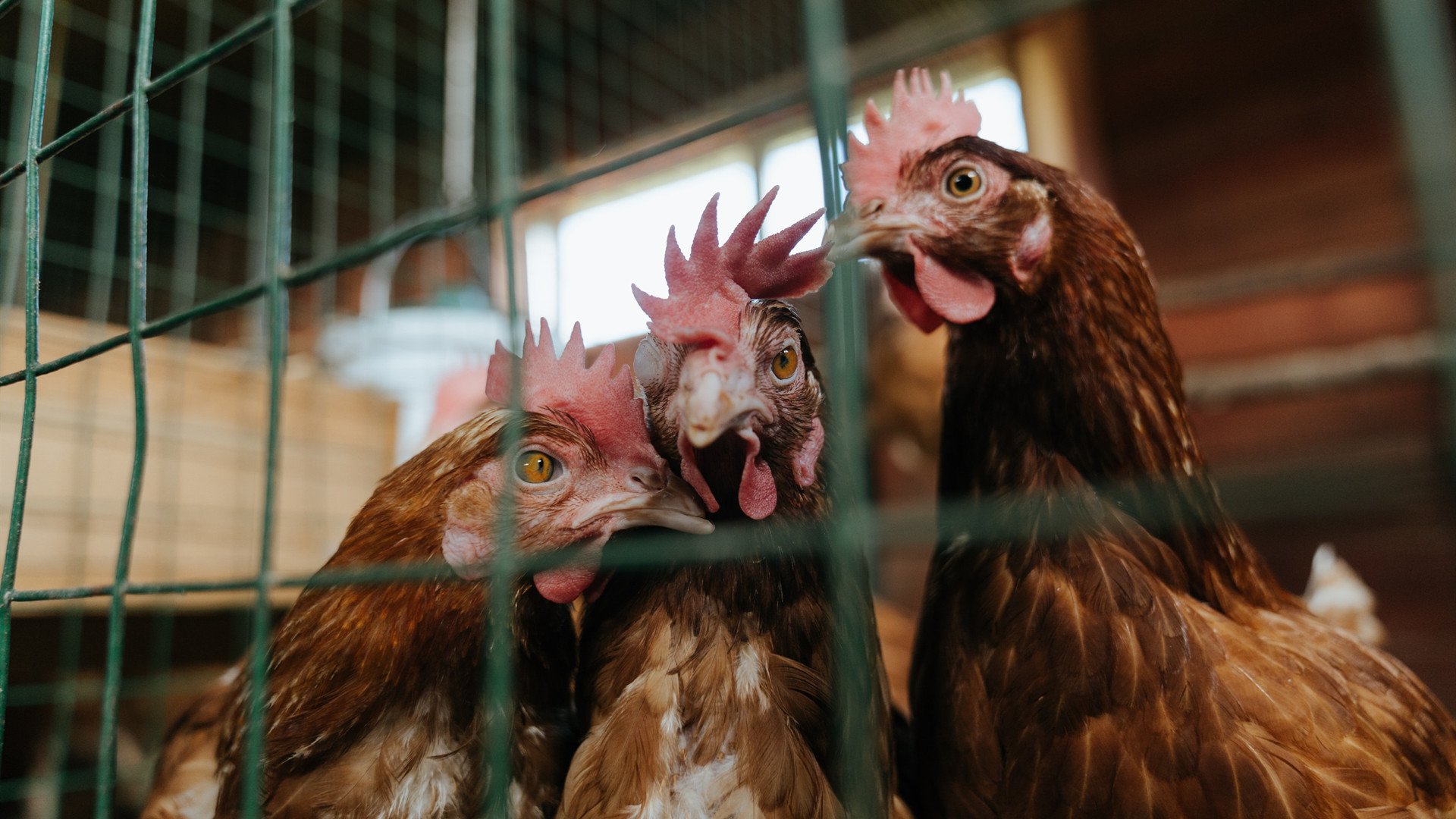 楚阿梅尼教科书级表现引领风骚,哥斯达黎加逆袭踏平多特蒙德
