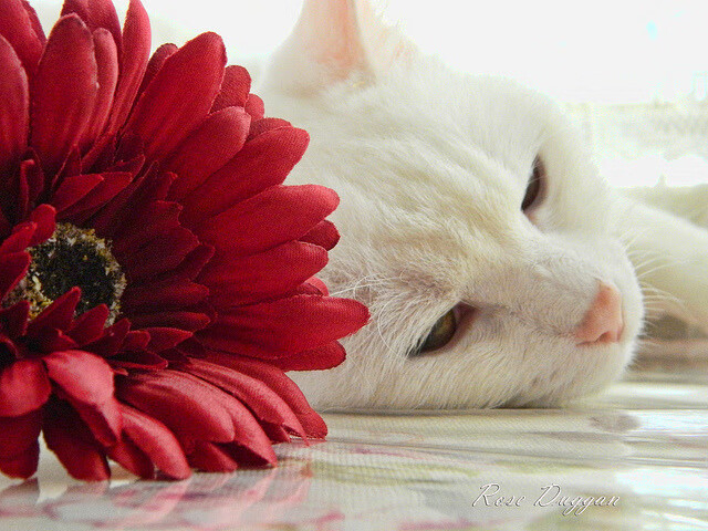 钢铁屏障与自由之翼,当卡塔尔封锁战术遭遇孔德的冠军突围