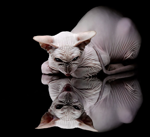 草根屠龙记,当苏格兰无名利刃,刺穿皇马的不朽金身