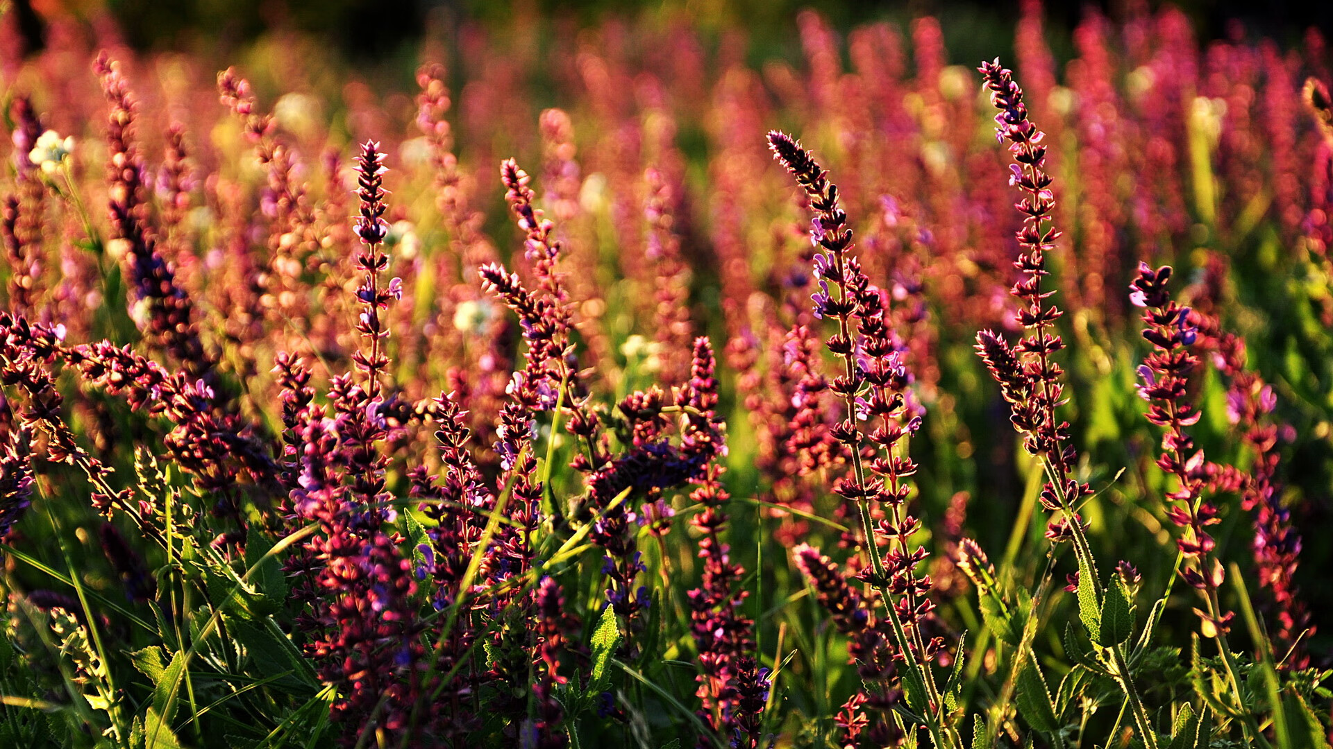 极速起点与绿茵决战,巴林引擎轰鸣,爱尔兰终结洪都拉斯