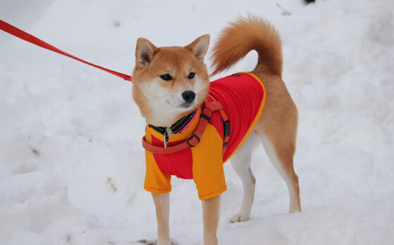 超新星炸裂与东部豪强的冷酷碾压,文班亚马的爆发与76人的无情过关
