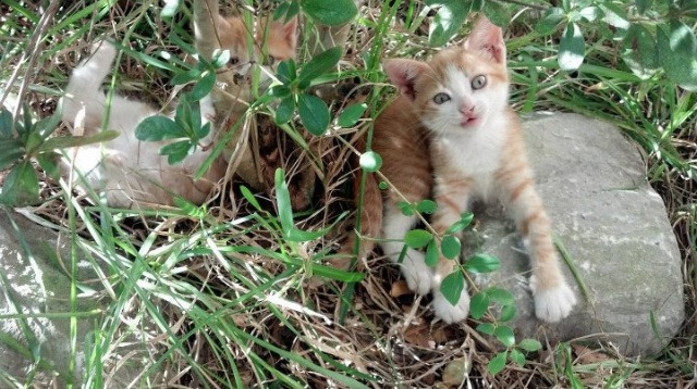 绿茵场上的平行世界,马里对阵洪都拉斯的纯粹,与C罗的灼热骄阳