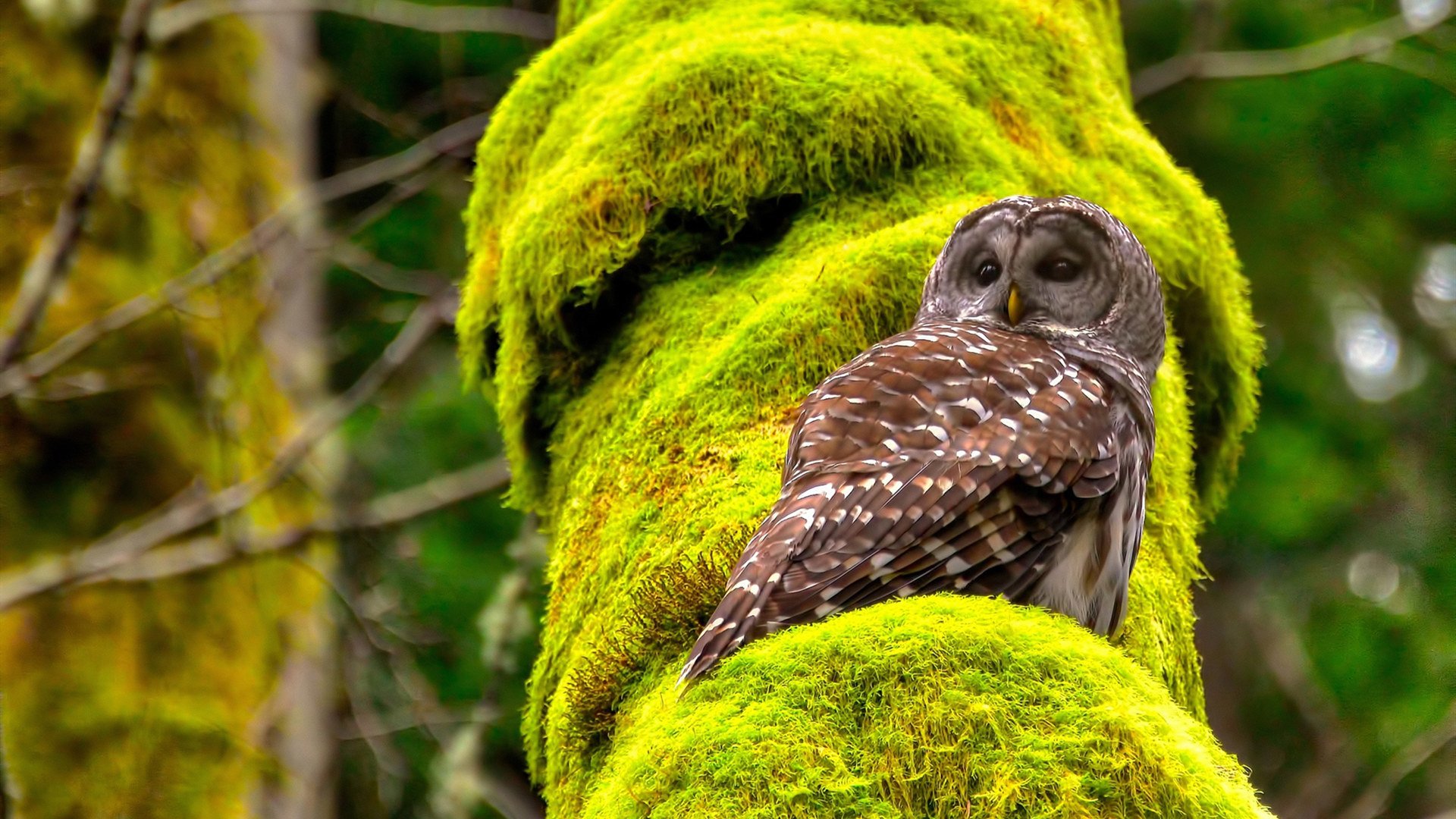 小魔兽发威，欧洲红魔轻取洪都拉斯