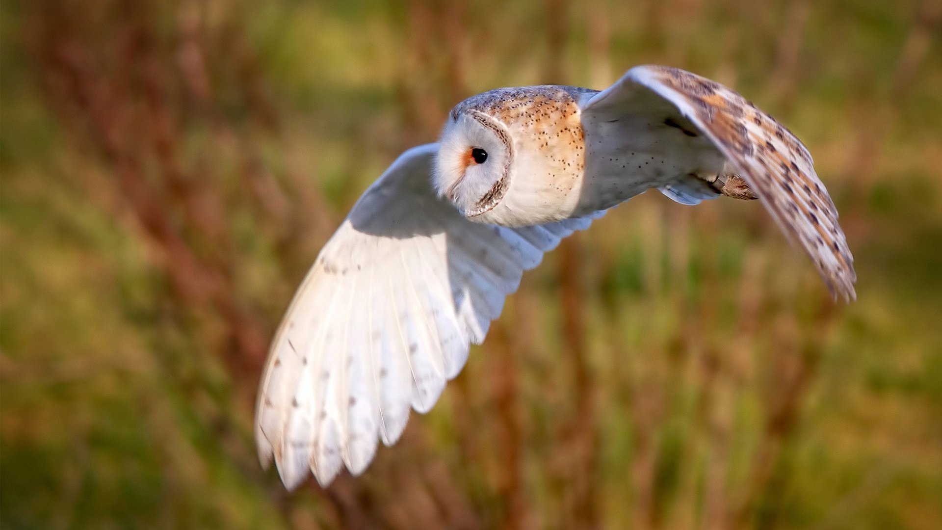 欧冠决赛之夜，武切维奇扛起全队，铸就绿茵传奇