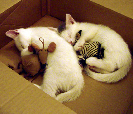 年度焦点之战，突尼斯压哨绝杀比利时，足球史诗的惊天逆转