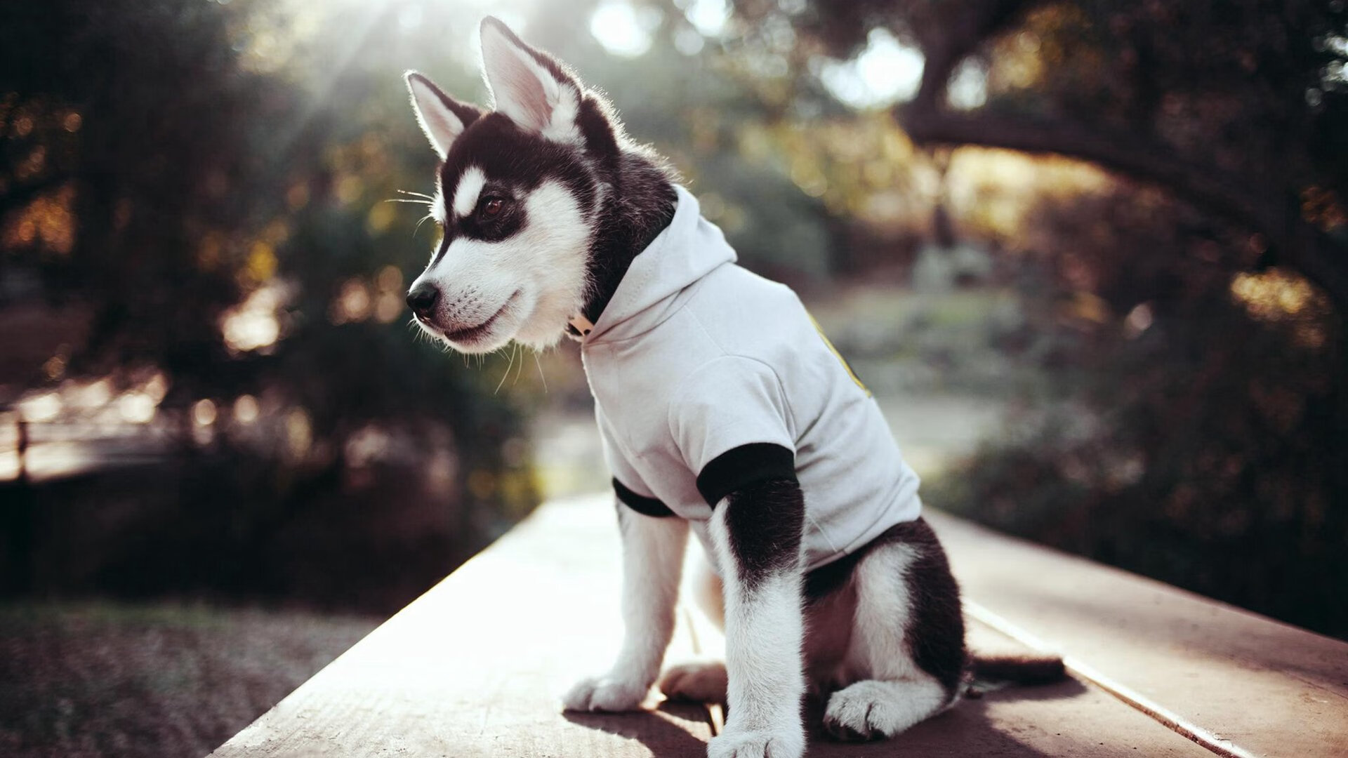 国际赛场爆冷!广东队全面压制雷霆,小贾伦成为关键先生