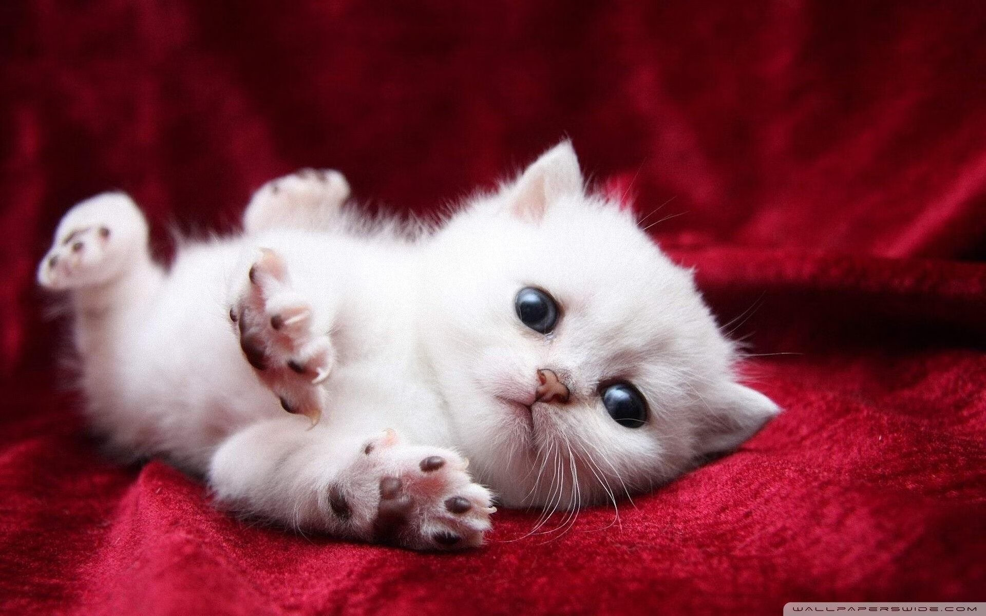 当辽宁战胜马刺，拉梅洛现身欧冠决赛，全球化篮球的今天与明天