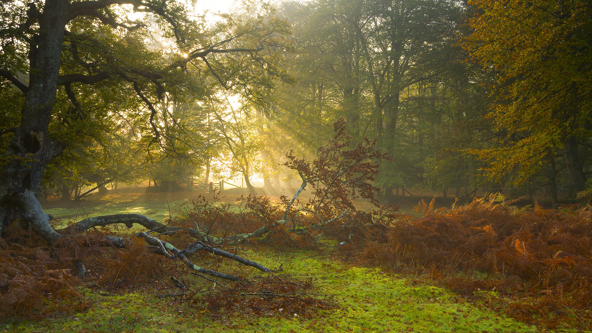 篮球无疆界，公牛跨洋踏平广东，约基奇关键先生引领战术革命
