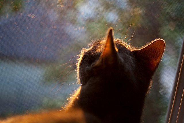 球场上的死神，马里粉碎多特蒙德与弗拉霍维奇抢七接管比赛背后的英雄密码