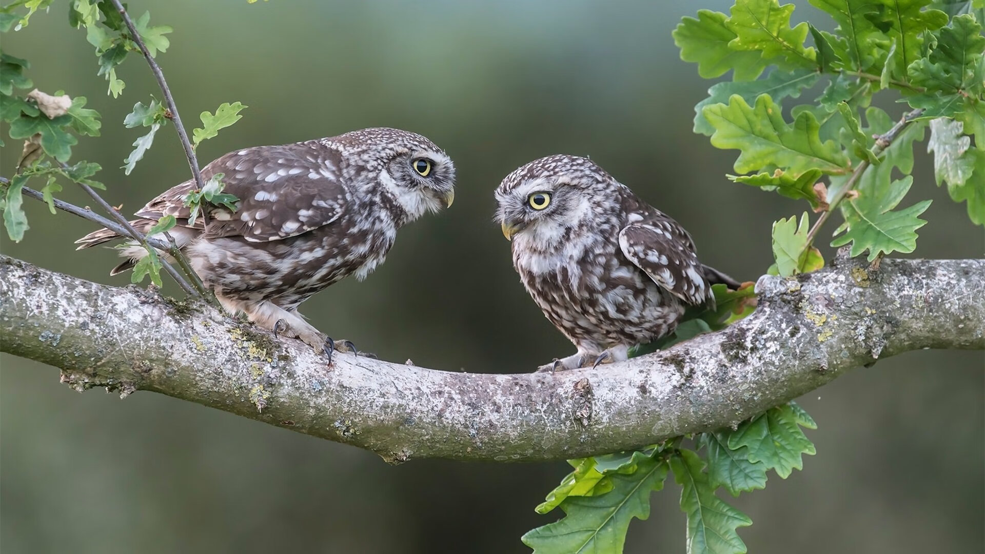 开云APP-当湖人掀翻深圳队，布伦森在F1赛道接管比赛，竞技体育中，何为真正的逆袭剧本？