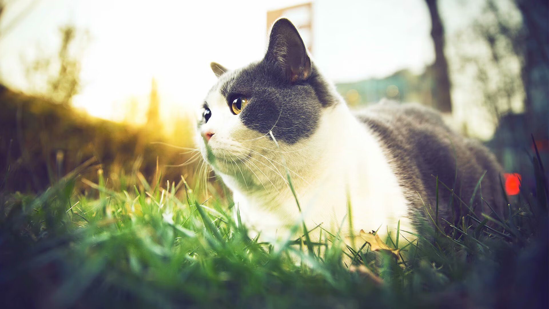 开云体育平台APP-布伦森狂飙42分统治全场，辽宁队爆冷淘汰骑士创历史