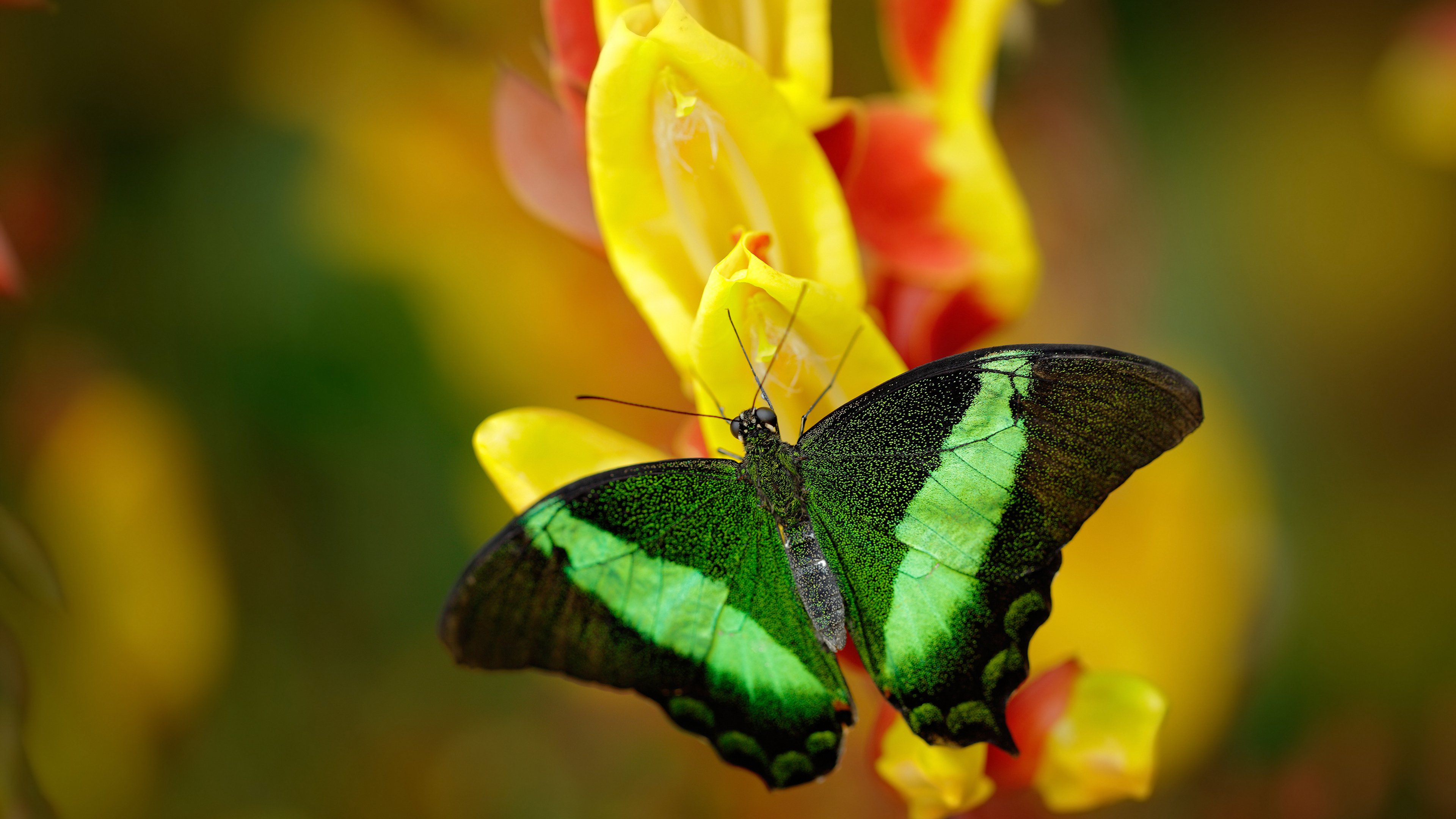 辽宁队对阵骑士,小贾伦·杰克逊用冠军级表现验证东方试金石