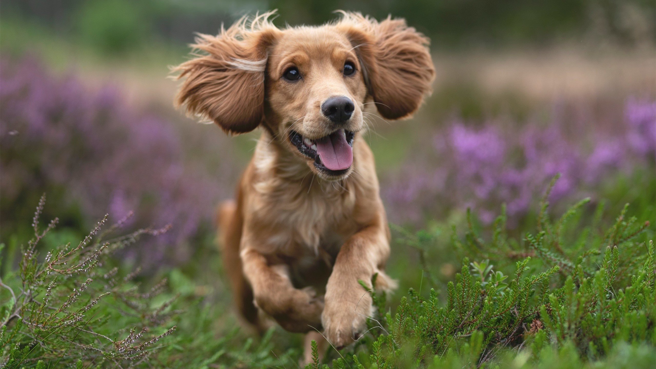 单节风暴定胜局！亚特兰大3-1哥伦比亚，莱奥关键先生演绎王者归来