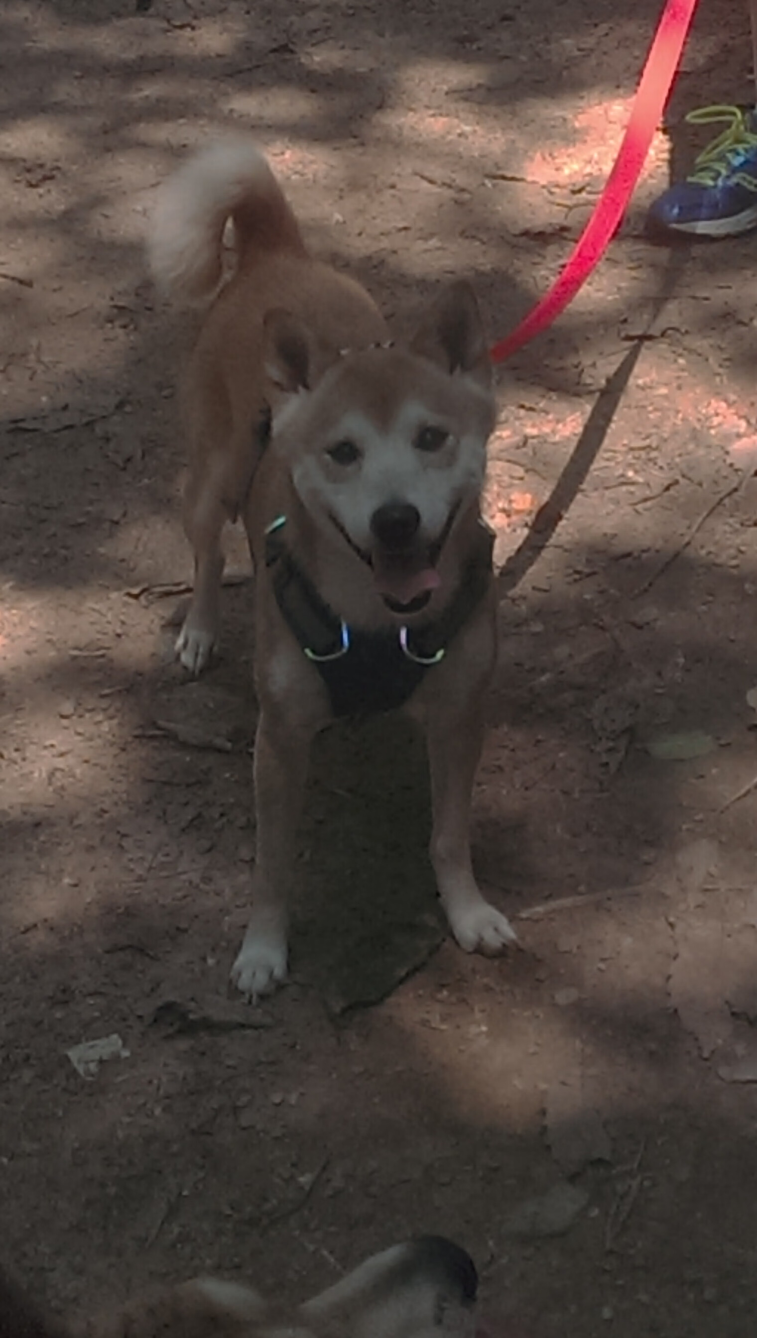 逆转之战，国际米兰力克拉齐奥，马丁内利成制胜英雄