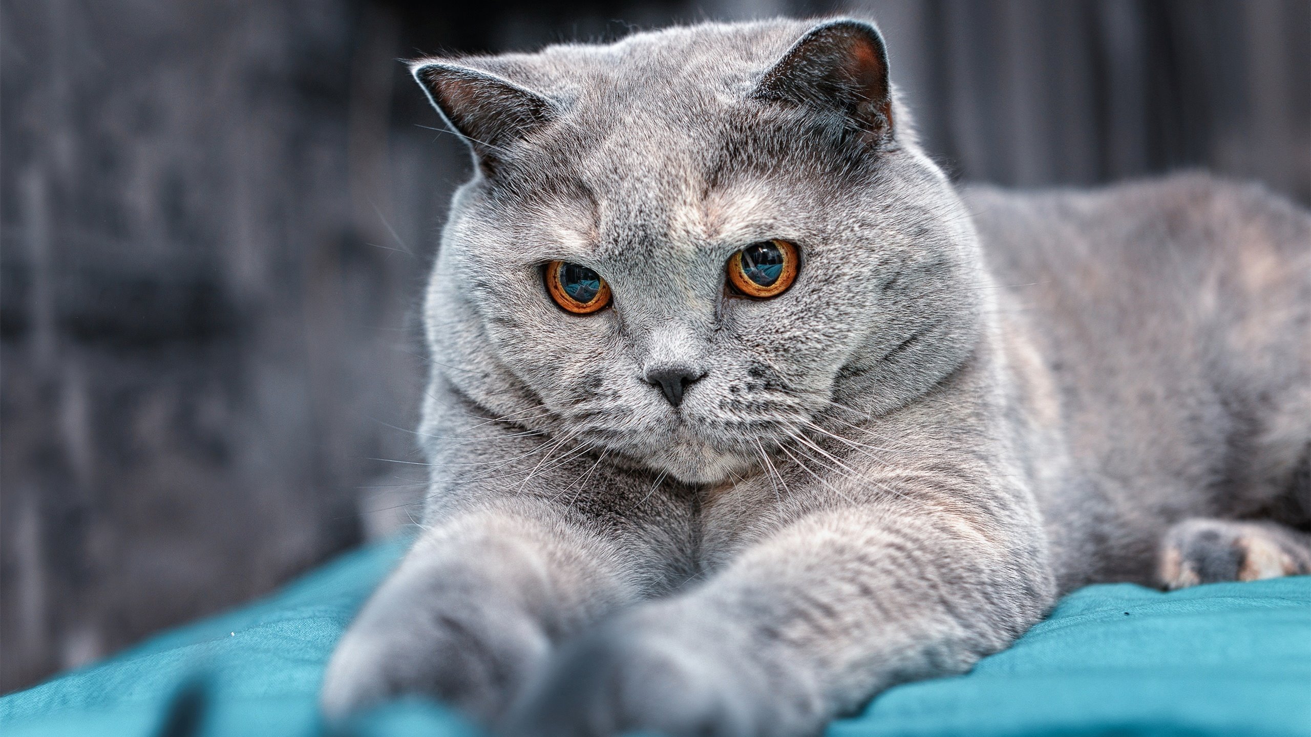 开云体育登录-平行宇宙的巅峰，当足球对决点燃F1赛道，佩德里于钢铁洪流中加冕