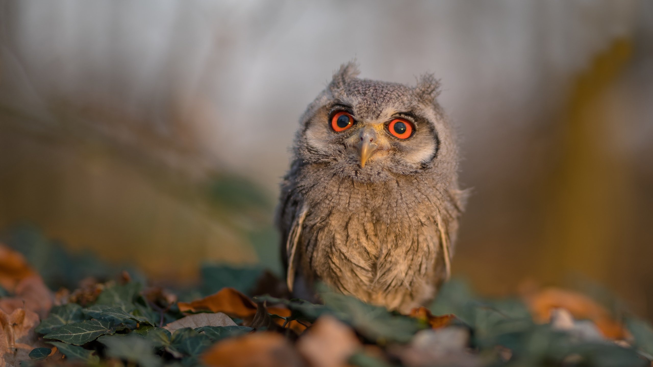 蒂亚戈主宰战场，西班牙力克秘鲁的年度焦点之战